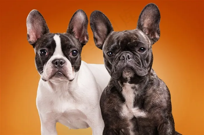 黑白斗牛犬宠物狗图片