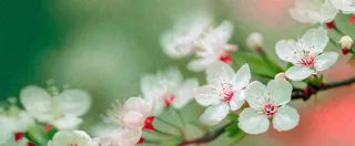 盛开的花朵立春，清新春天