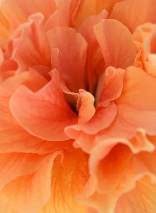 橙色花朵图片下载