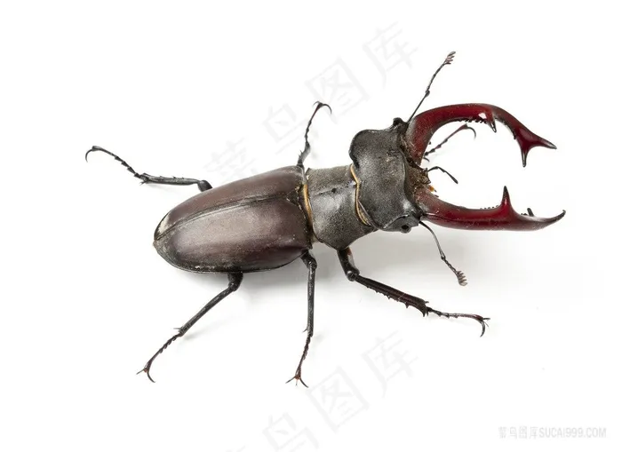 高清锹形虫摄影图片