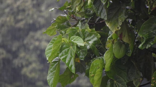 雨, 植物, 自然, 绿色, 花园, 哥伦比亚