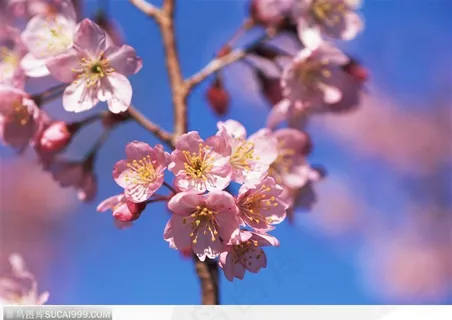 四季花木-美丽的桃花