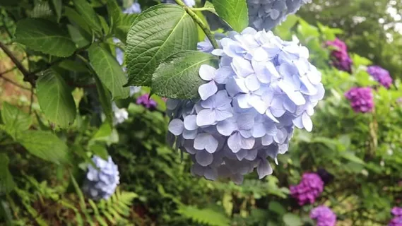 绣球花, 花朵, 有天赋的人, 开花, 自然, 夏天, 春天