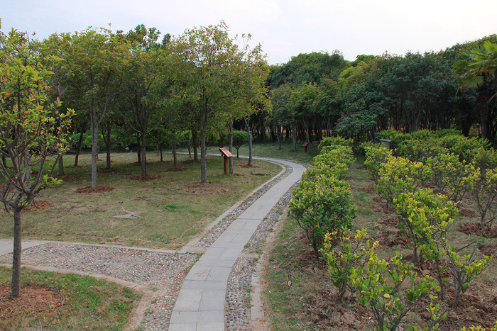 公园矮树弯曲小路岔路