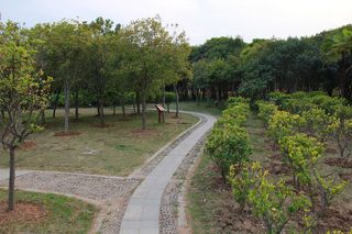 公园矮树弯曲小路岔路