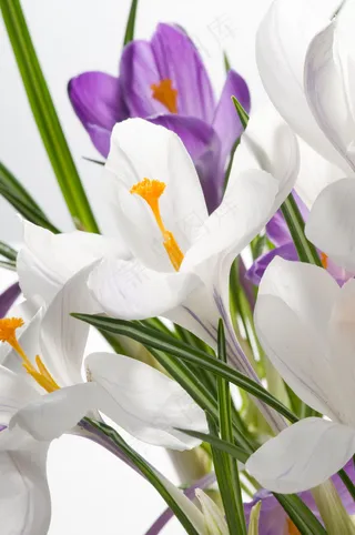 水仙花图片下载