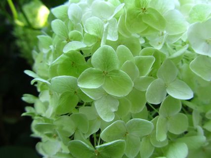 嫩绿色绣球花图片 嫩绿色绣球花图片