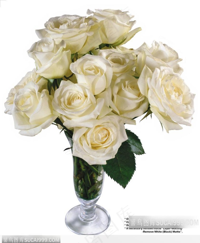 玫瑰花束-漂亮的白色玫瑰