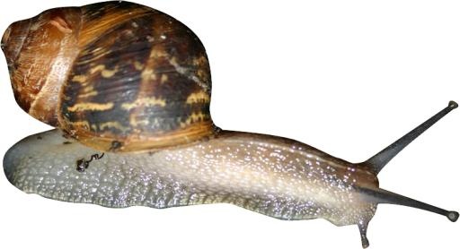 蜗牛 PNG免抠(784x427)