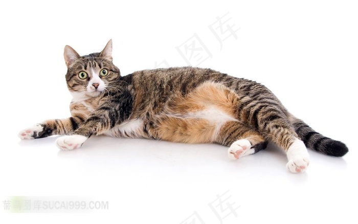 侧躺在地上的小猫摄影素材