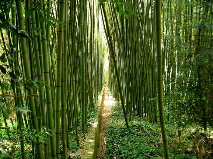 高清竹子竹林竹叶