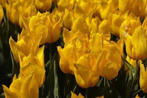 黄色郁金香花海图片