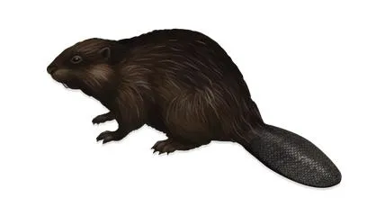 海狸 PNG免抠(428x240)