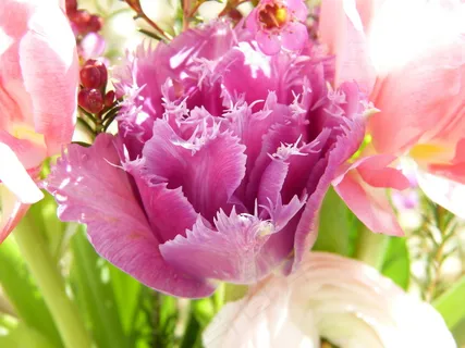 母亲节郁金香鲜花图片 母亲节郁金香鲜花图片