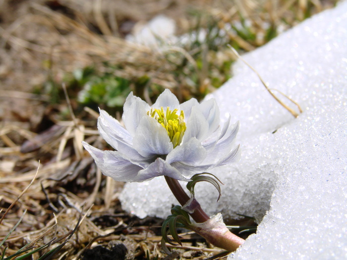 白色雪莲花图片下载