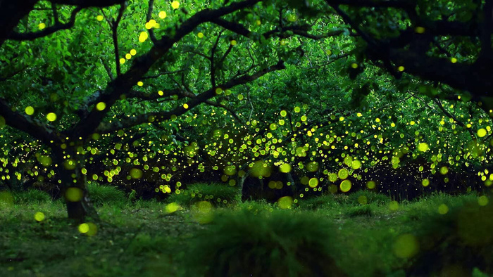 萤火虫效果psd素材