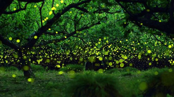 萤火虫效果psd素材