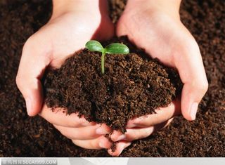 图片素材春天发芽绿色希种子幼苗孕育