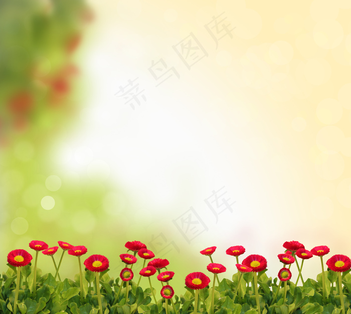 红花绿叶植物图片