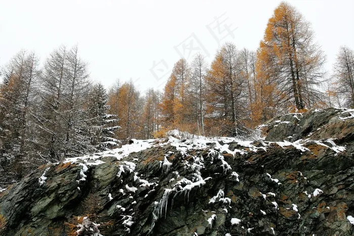 森林雪松风景图片