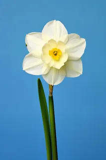 蓝色背景的白色水仙花特写摄影图