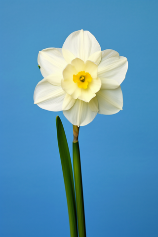 蓝色背景的白色水仙花特写摄影图