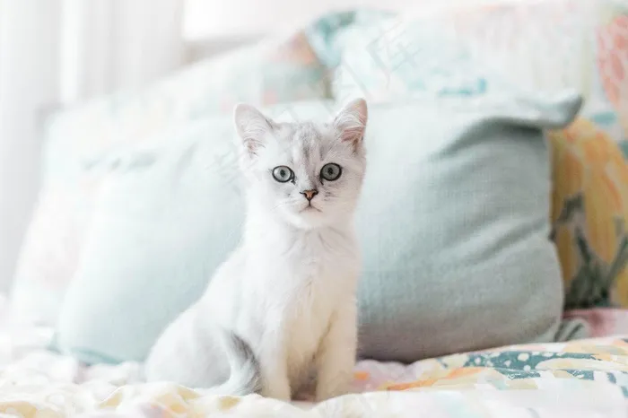一只白色猫咪