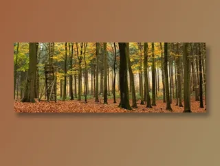 美丽的秋季树林景色高清摄影