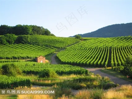 高清绿色田野图片下载 高清绿色田野图片下载