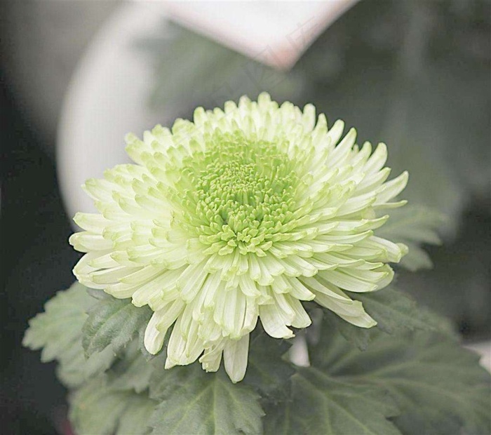 带绿蕊的白色菊花