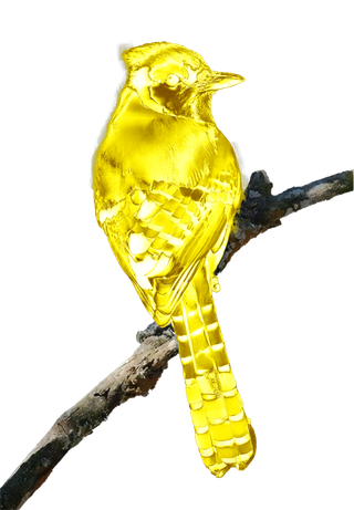 鸟类冠金鸦免抠图