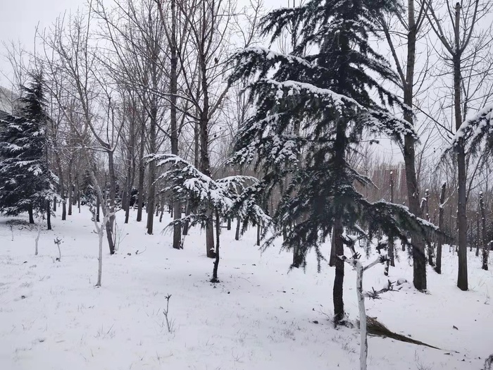 校园植物雪景图片安静