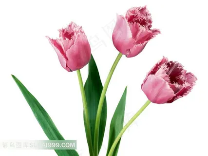 粉色郁金香高清素材