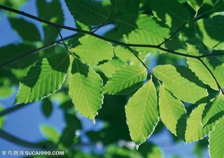 树林风景-阳光下漂亮的树叶