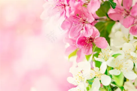 粉色唯美光斑背景上盛开的鲜花高清图片