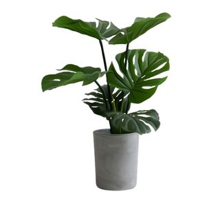 免抠一株盆栽摄影图片