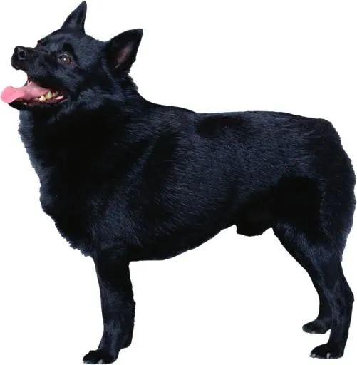 狗 PNG免抠(2106x2152)