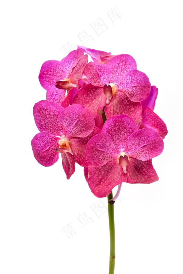 一枝红色蝴蝶兰鲜花图片