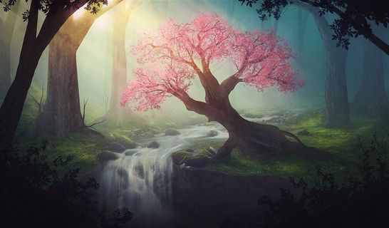 森林中开满粉色花朵的大树高清图片