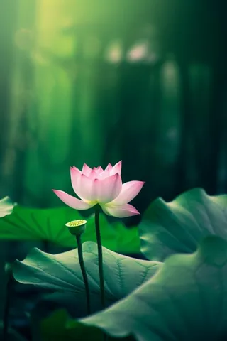 绿色清爽荷花节气背景