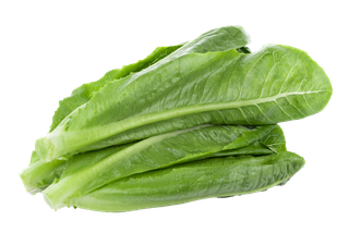 油麦菜 (5)超市商品白底图免抠实物摄影png格式图片透明底