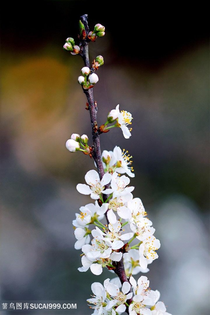 一支户外的雪白梨花图片