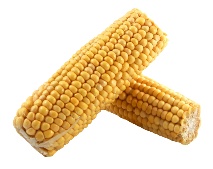 玉米玉米棒