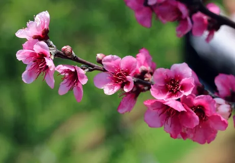 桃花枝开花花朵图片 桃花枝开花花朵图片