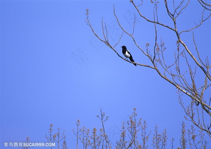 可爱鸟儿-枝头的小鸟