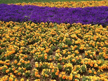 花海 鲜花 世博园 花卉 红色 粉色 花海 鲜花 世博园 花卉 红色 粉色