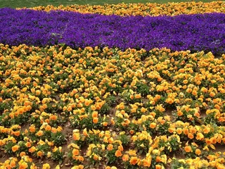 花海 鲜花 世博园 花卉 红色 粉色