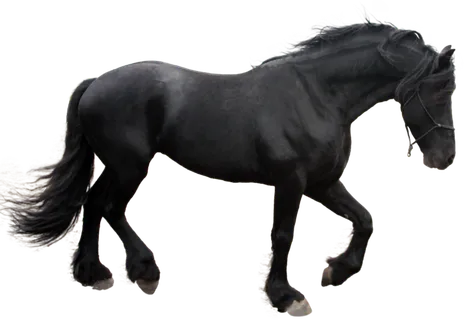 马动物免扣素材透明背景野马