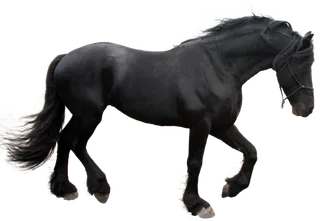 马动物免扣素材透明背景野马