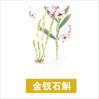 手绘草本中药药材金钗石斛